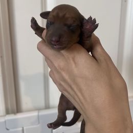 Daphne - Red female Dachshund puppy in Conroe, Texas from R&K Dachshunds