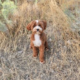 River - Goldendoodle