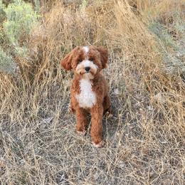 River - Goldendoodle