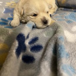 Pomeranian Puppies from Nikki’s Poms