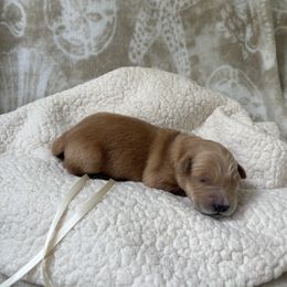 Cream female - Dark golden female Golden Retriever puppy in East Hartford, Connecticut from Cherry Hollow Goldens
