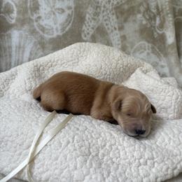 Cream female - Dark golden female Golden Retriever puppy in East Hartford, Connecticut from Cherry Hollow Goldens