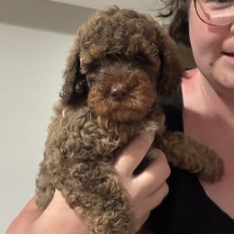 Bernedoodle, Cavapoo, and Poodle Puppies from Liberty Farms Puppies