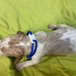 Royal Blue - Orange and white male Pointer puppy in Olympia, Washington from Birdsboro Pointers