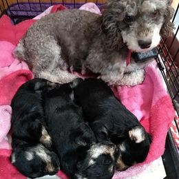 Schnoodles from Shrivers' Sweethearts