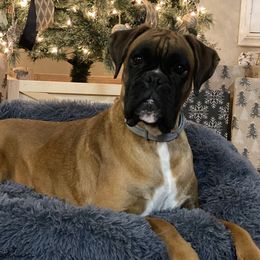 DaKota  - Boxer