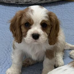 SIR LANCELOT - Blenheim male Cavalier King Charles Spaniel puppy in Albany, Georgia from Legend Cavaliers