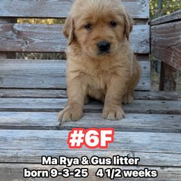 Number 6 Female Ma Rya and Gus - Golden female Golden Retriever puppy in Piedmont, Oklahoma from Sabrina's Golden Retrievers