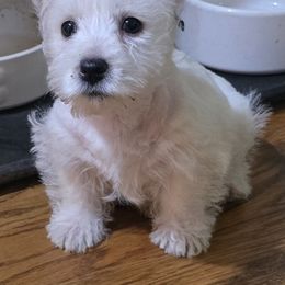 West Highland White Terrier puppies from Debra's Pups
