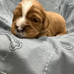 Parker - Ruby male Cavalier King Charles Spaniel puppy in Algona, Iowa from Pine Haven Cavaliers