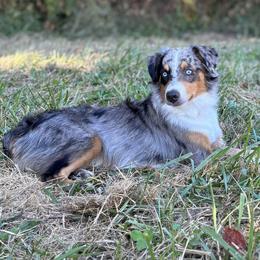 Rocky - Miniature Australian Shepherd