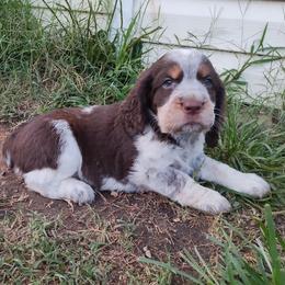 Nat - Tri-Roan male English Springer Spaniel puppy in Kingsport, Tennessee from Leandra's English Springer Spaniels