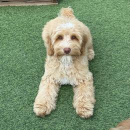 Sleet - Caramel red female Australian Labradoodle puppy in Anderson, California from Shaggy Doodles