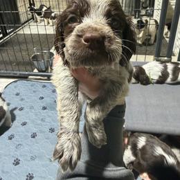 Jackpot - Liver white and roan male English Springer Spaniel puppy in Ogilvie, Minnesota from V.V. Berg Kennels