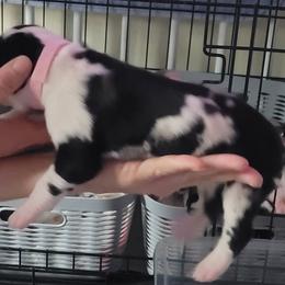 Pink collar girl - Harlequin female Great Dane puppy in Gansevoort, New York from Fancy Danes