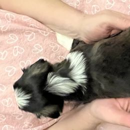 Havanese Puppies from Esplendor Havanese