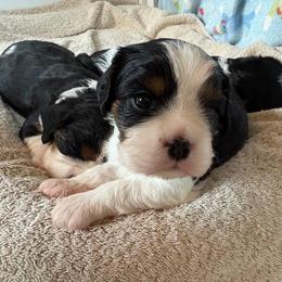Red - Tri-color female Cavalier King Charles Spaniel puppy in Mount Dora, Florida from Carroll’s Cavaliers