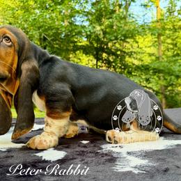 Peter Rabbit - Black white and brown male Basset Hound puppy in Dingess, West Virginia from Tuckers' Howling Hounds