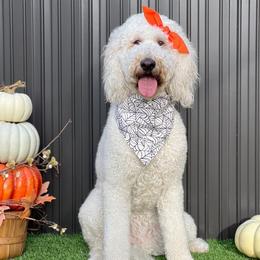 Skyy - Goldendoodle