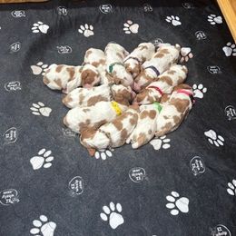 Girl 6 - Orange and white female Brittany puppy in Moseley, Virginia from Brier Ridge Kennels & Outfitters