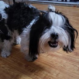 Oreo - Shih Tzu
