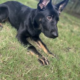 German Shepherd Puppies from Paws Of Germany