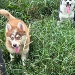Sassy - Chocolate female Pomsky puppy in Bucyrus, Missouri from Hill Top Pomskies