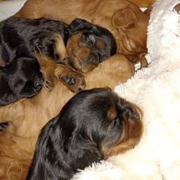 Cavalier King Charles Spaniel Puppies from 7 Bridges Cavaliers
