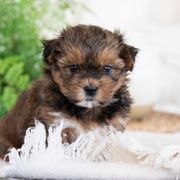 Maltipoo, Shichon, and Shihpoo Puppies from Timbercreek Puppies