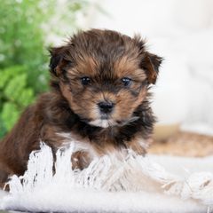 Maltipoo, Shichon, and Shihpoo Puppies from Timbercreek Puppies