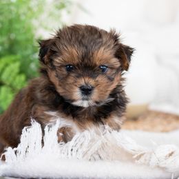 Maltipoo, Shichon, and Shihpoo Puppies from Timbercreek Puppies