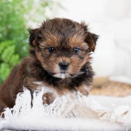 Maltipoo, Shichon, and Shihpoo Puppies from Timbercreek Puppies