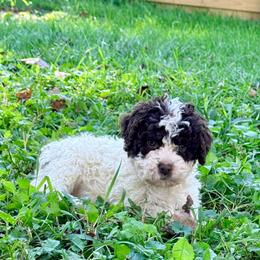 Orange Blossom (orange collar) - Brown male Lagotto Romagnolo puppy in Ashland, Ohio from SS Australian Shepherds