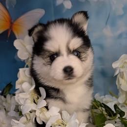 Penny - 2500 - Black and white female Pomsky puppy in Spring Hill, Florida from www.PuppyTimeEmporium.com