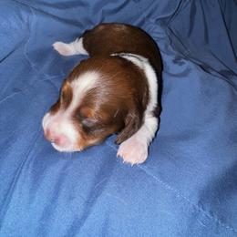 Boots - Piebald female Dachshund puppy in Copperas Cove, Texas from Creme de la Creme Dachshunds