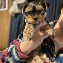 Yorkshire Terrier Puppies from Kruz Kennels