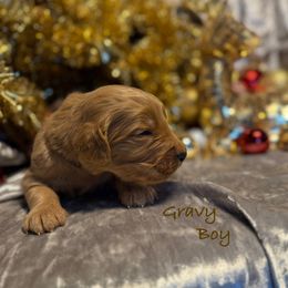 Gravy - Red  male Goldendoodle puppy in Rockville, Minnesota from Bracha Poodles & Doodles
