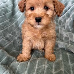 Bentley - Apricot male Goldendoodle puppy in Lowville, New York from Adirondack Labradoodles