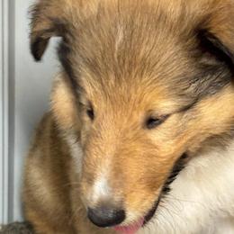 Blue collar - Sable and white male Collie puppy in Norris City, Illinois from Hoskins Collies