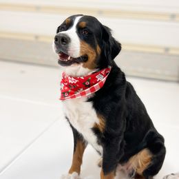 Rosie - Bernese Mountain Dog