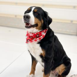 Rosie - Bernese Mountain Dog