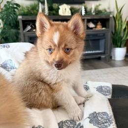 Fifi - Chocolate female Pomsky puppy in Doon, Iowa from Luxury Pomsky