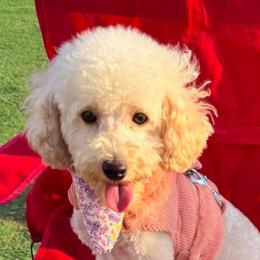 Poodles from Little Legacy Puppies