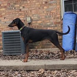 Haz - Doberman Pinscher