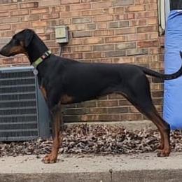 Haz - Doberman Pinscher