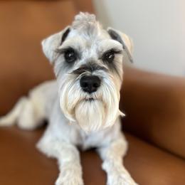 Spock - Cavapoo