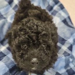 Jet - Black male Poodle puppy in Sonora, Kentucky from Little Land of Puppies