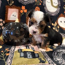 Skunk - Black and tan male Yorkshire Terrier puppy in Fredericksburg, Virginia from VA Exclusive Yorkies