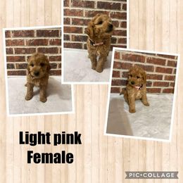 Girl 3 - Red  female Goldendoodle puppy in Milan, Indiana from Judy's Pups