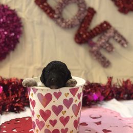 Poodle Puppies from Wild Orchid Poodles